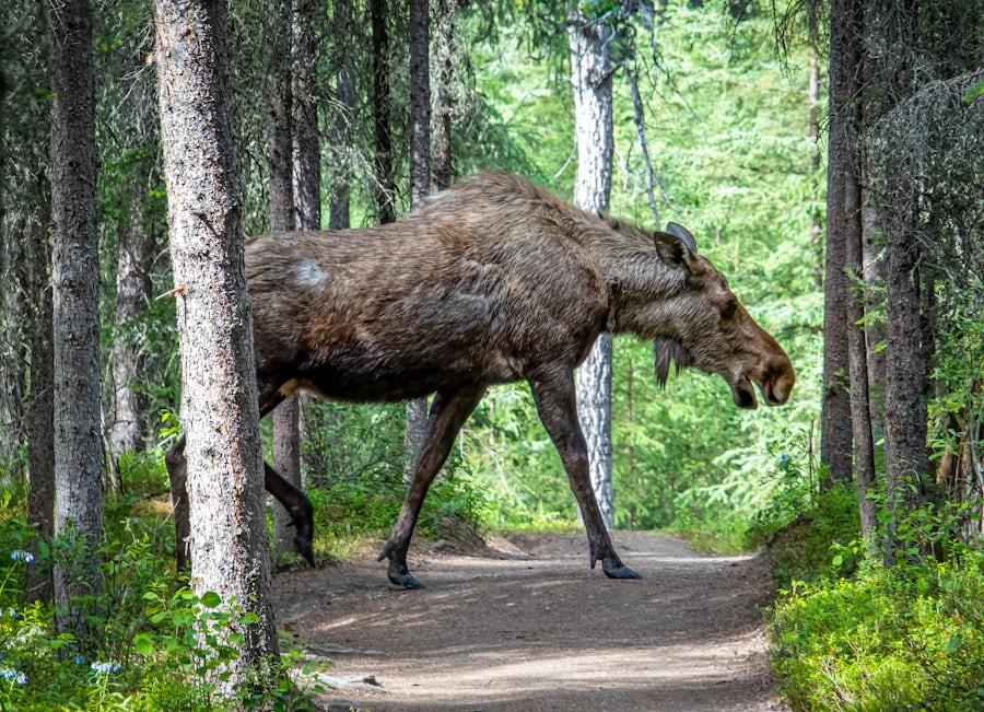 Denali National Park
